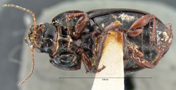 Media type: image;   Entomology 31228 Aspect: habitus ventral view